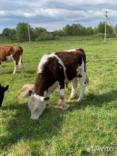 Коровы, быки, телята