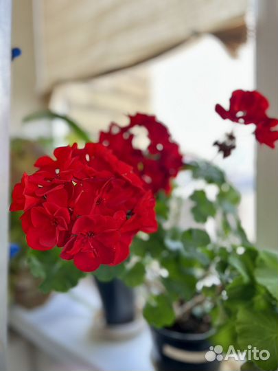 Пеларгония герань сортовая