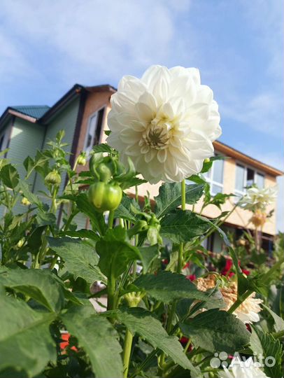 Георгины клубни