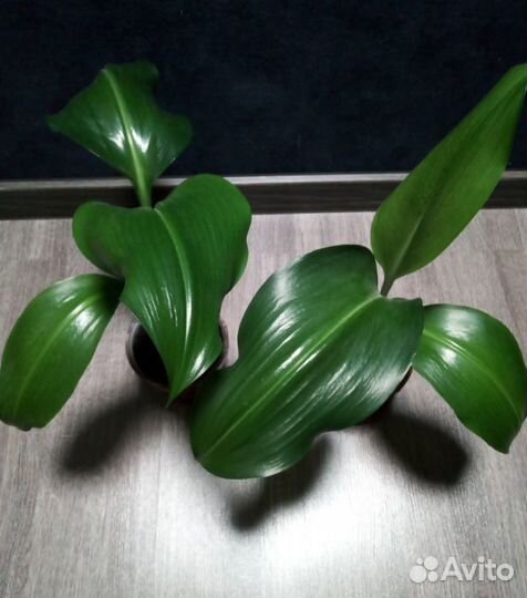 Комнатные цветы: Эухарис амазонская лилия