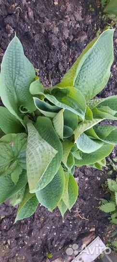 Хоста растение