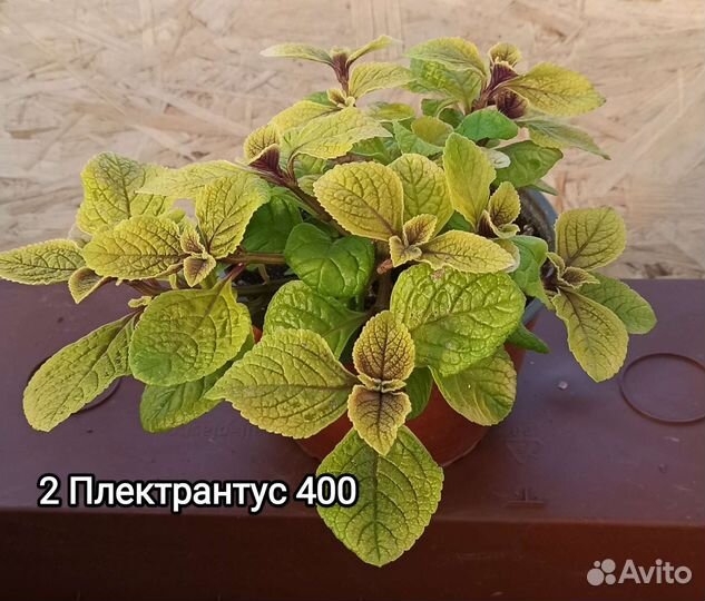 Плектрантусы 4 вида