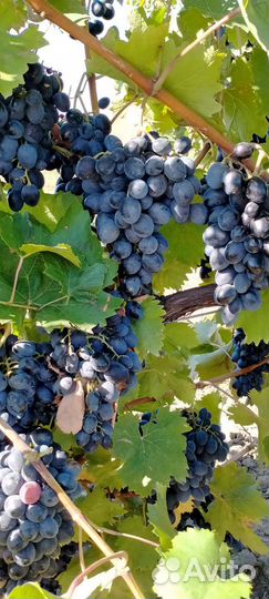 Виноград