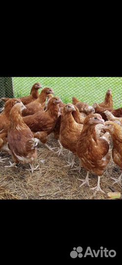 Куры молодки несушки