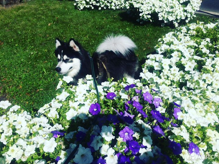 Сибирский хаски