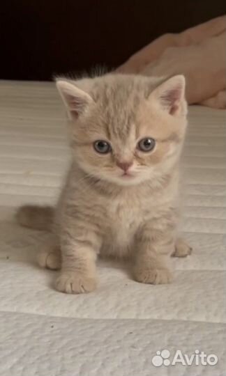 Британские котята
