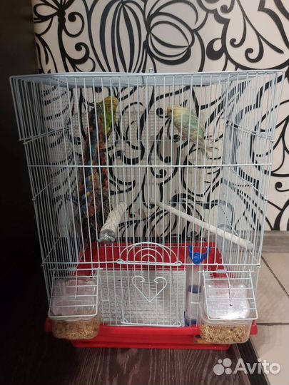 Волнистый попугай