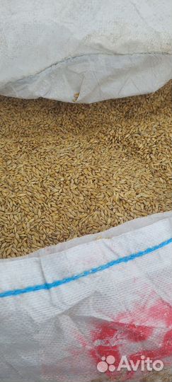 Пшеница и ячмень фураж