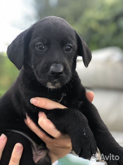 Щенки лабродора