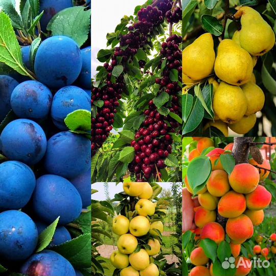 Набор морозостойких колоновидных деревьев