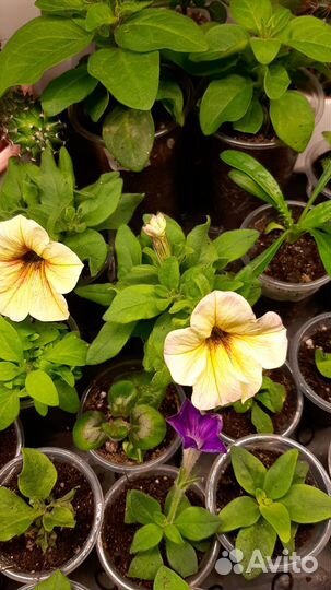 Вегетативные петхоа,петуния в кашпо Глория 4,2л