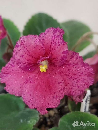 Сортовые фиалки, фиалки, детки