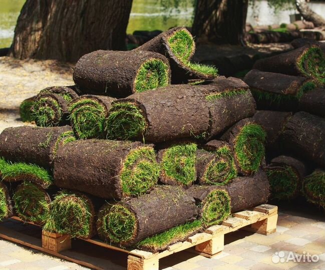 Рулонный газон - доставка,укладка