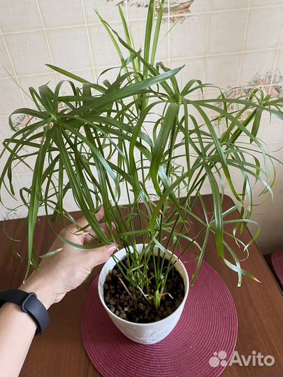 Циперус папирус