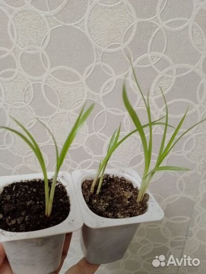 Чуфа (тигровый орех)