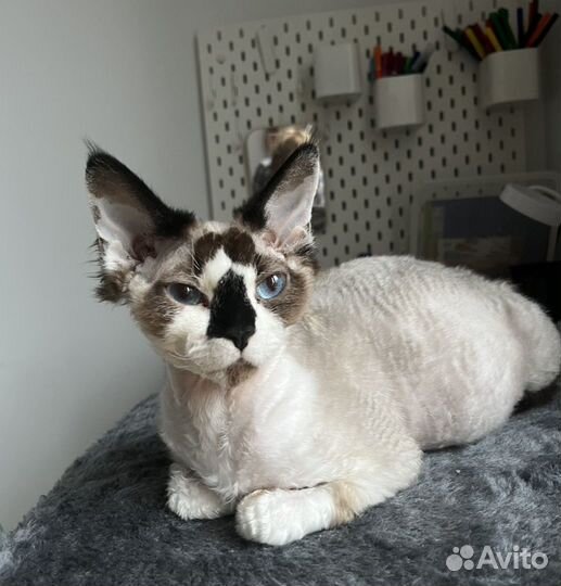 Кошка Девон Рекс на вязку