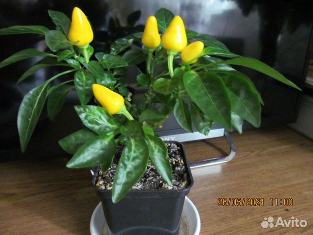 Перчик многолетний, комнатный, декоративный