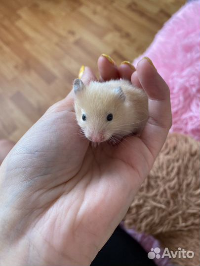 Сирийский хомяк