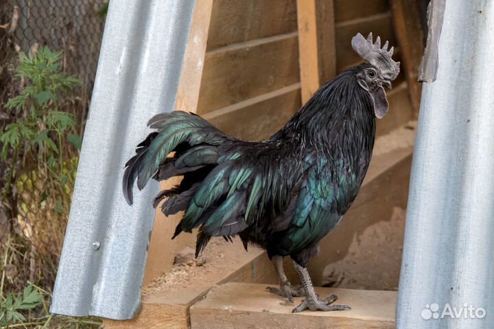 Инкубационные яйца