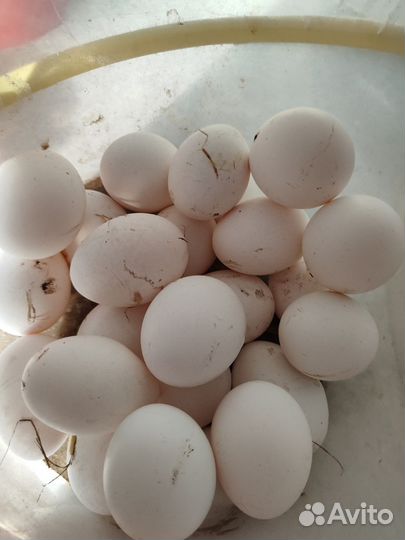 Яйца на инкубацию леггорн