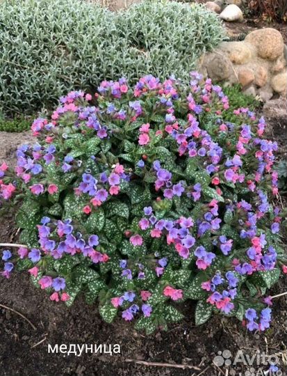 Почвопокровные растения