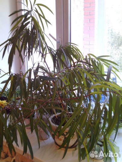 Фикус Биннендийка Амстел Голд