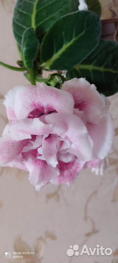 Глоксиния махровая