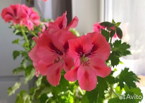 Пеларгония герань