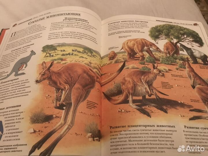 Школьная энциклопедия