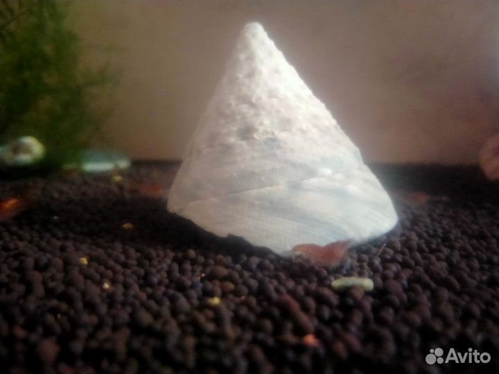 Аквариумные креветки вишня