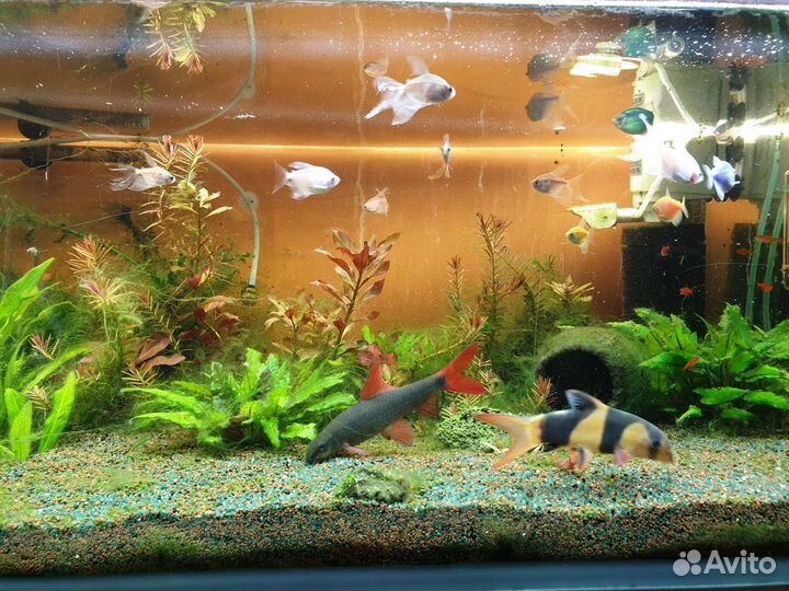 Аквариумные рыбки Лабео и Боция-клоун большие