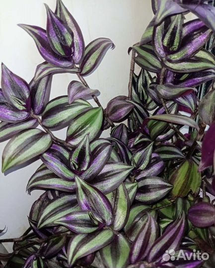 Традисканция зебрина