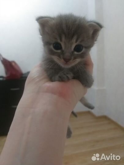 Котята (девочки) в добрые руки