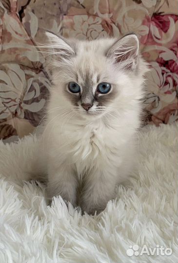 Невские маскарадные котята