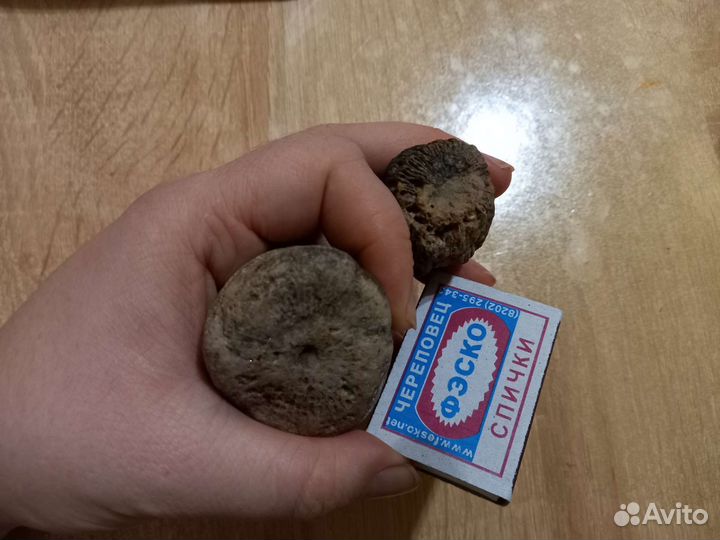 Окаменелость