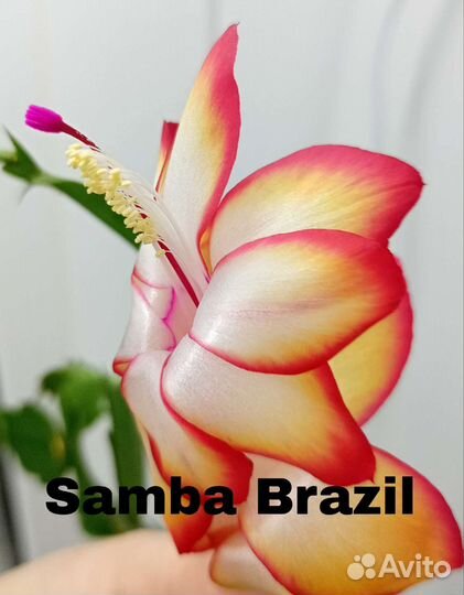 Сортовые Шлюмбергеры (декабристы)