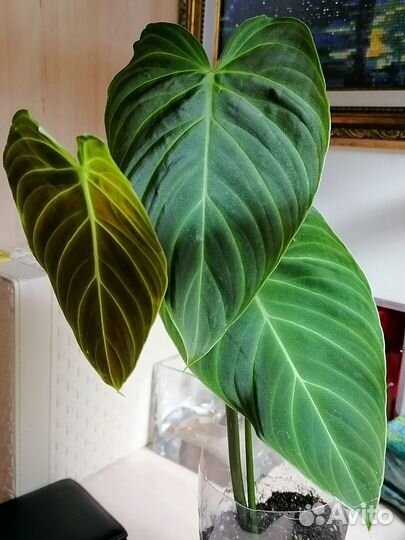 Филодендрон сплендид