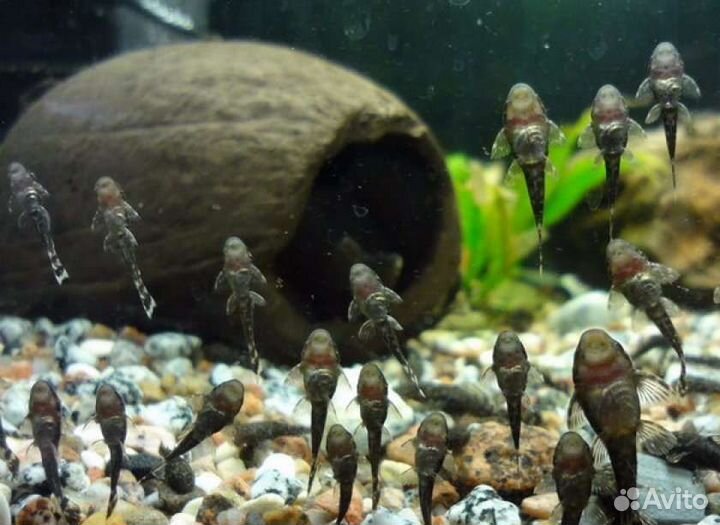 Сомики анциструсы