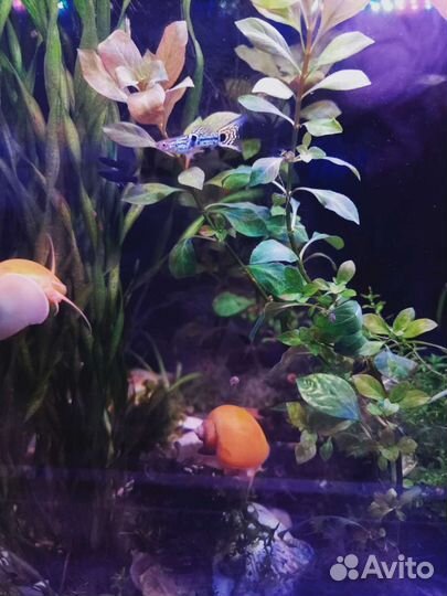 Аквариумные рыбки и растения в Москве