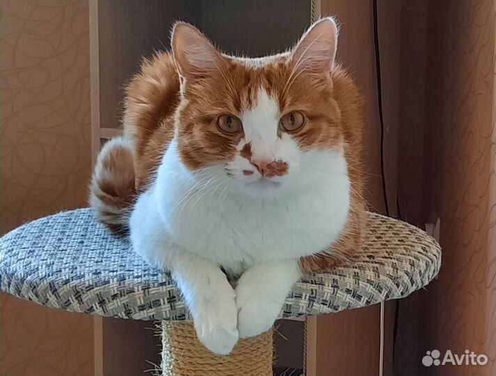 Отдам в добрые руки самого послушного котика