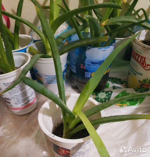 Алоэ вера лечебный