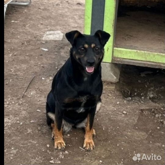 Собака девочка