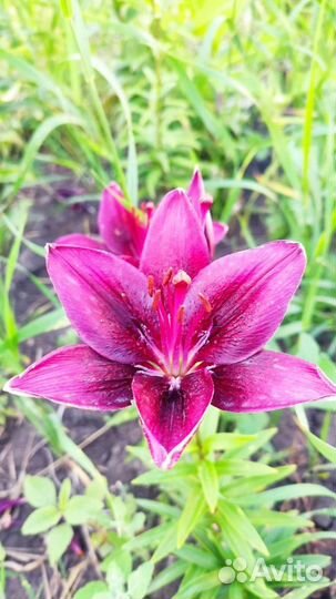 Лилии сортовые