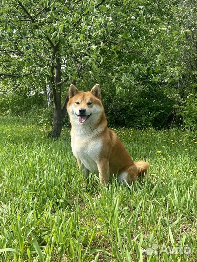 Вязка сиба ину