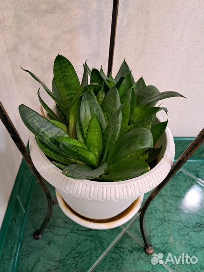 Замиокулькас