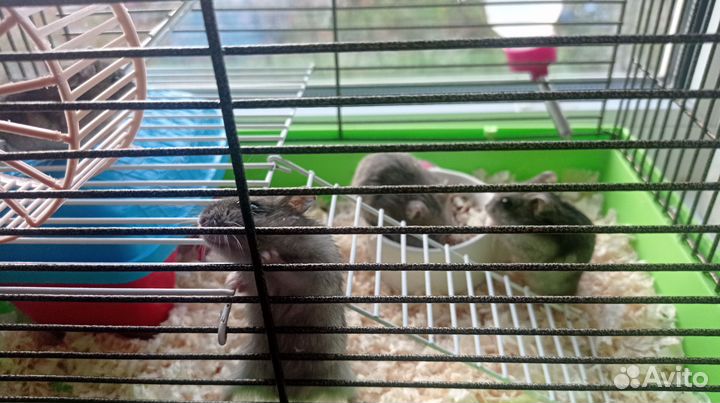 Бесплатно джунгарские хомячки