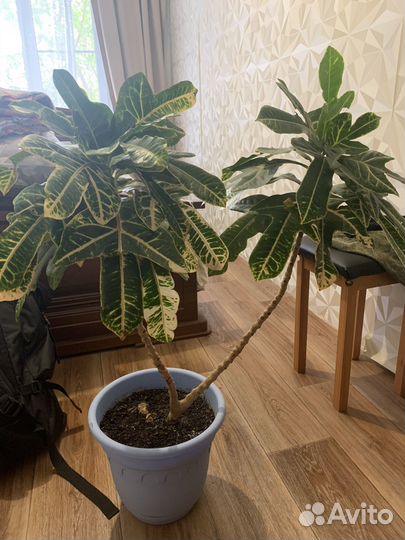 Домашнее растение бесплатно