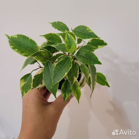 Фикус бенджамина Кинки Ирен