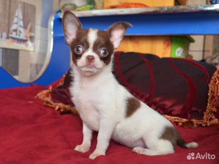 Задорный мальЧишка