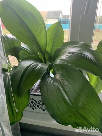 Домашние цветы